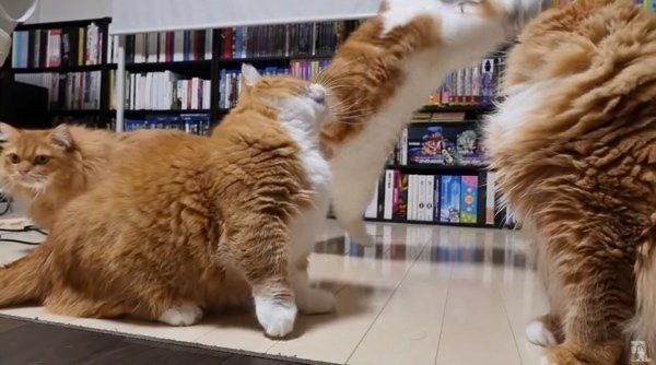 ねこじゃらしで遊ぶマンチカン