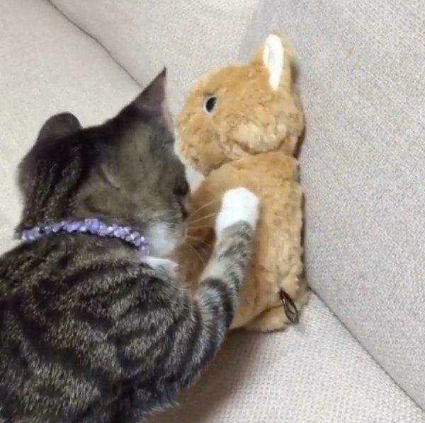 ぬいぐるみと遊ぶ猫