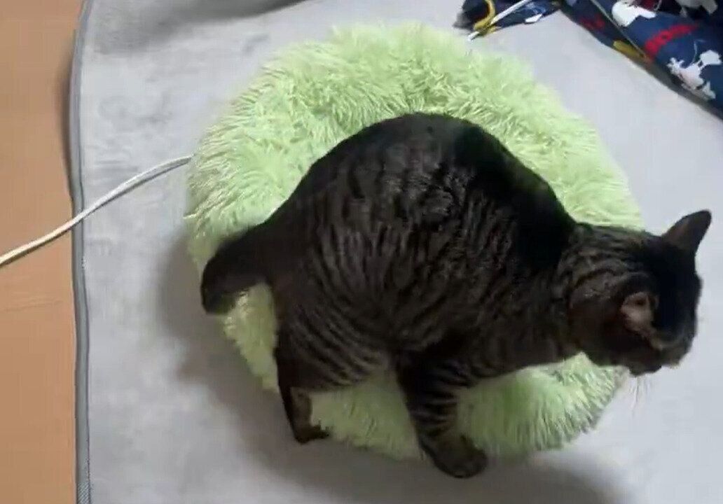 ふみふみしている猫