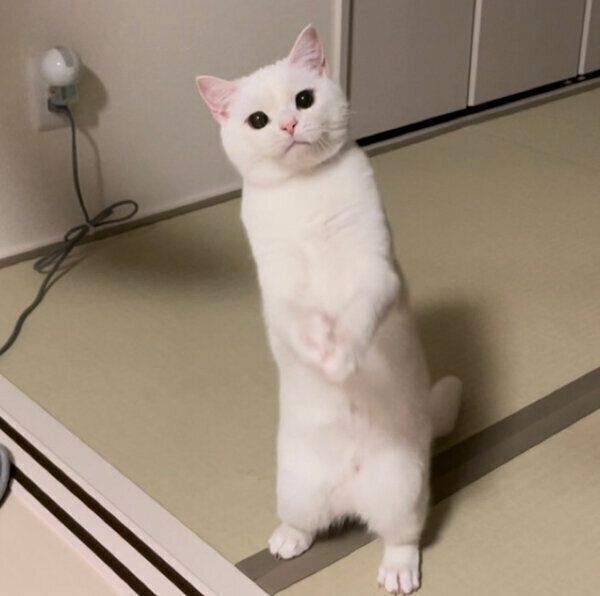 立ち上がるしらたまくん