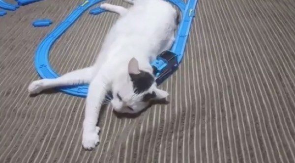 プラレールを妨害する猫
