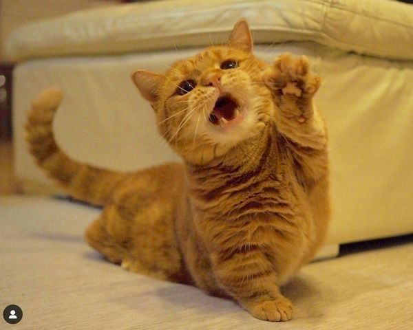 マンチカンの茶太郎くん