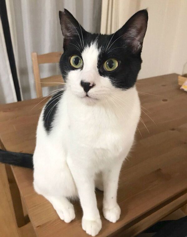 テーブルの上に座るオズくん