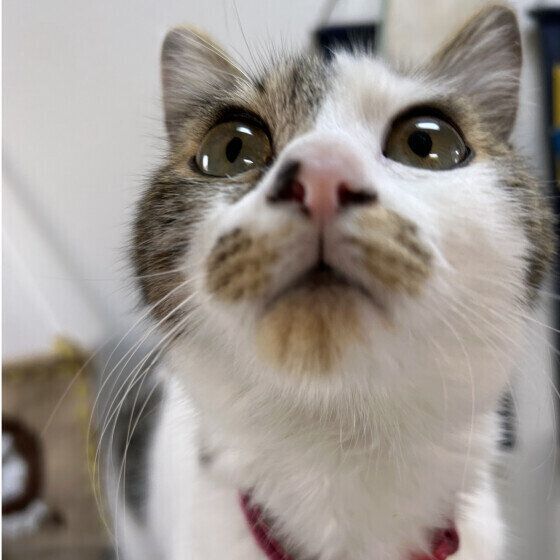 MIX茶×白のムギちゃん