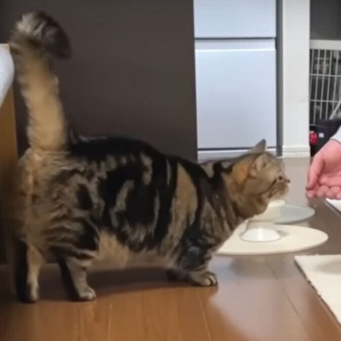 ニオイを嗅ぐメルくん