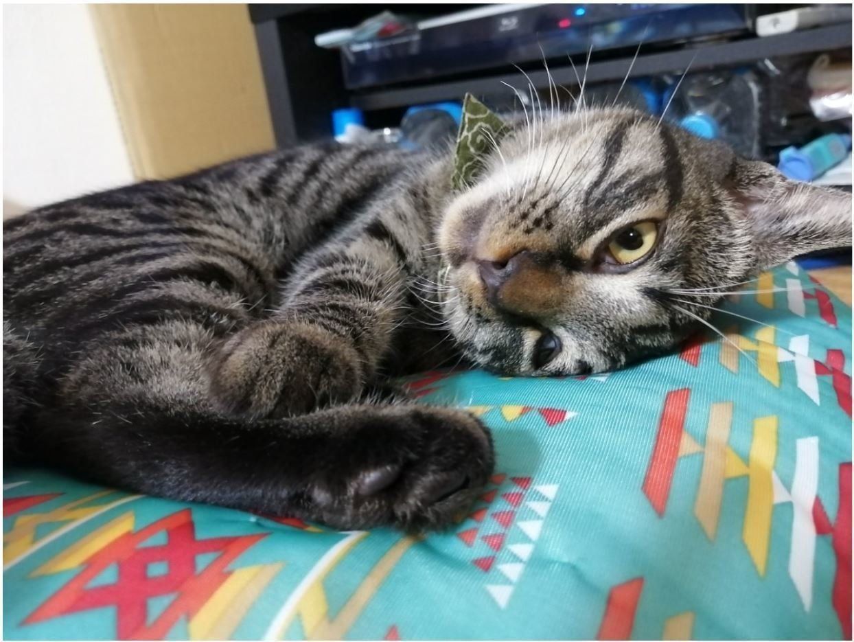 ねこのきもちWEB MAGAZINE 空前絶後のMEN'S CAT