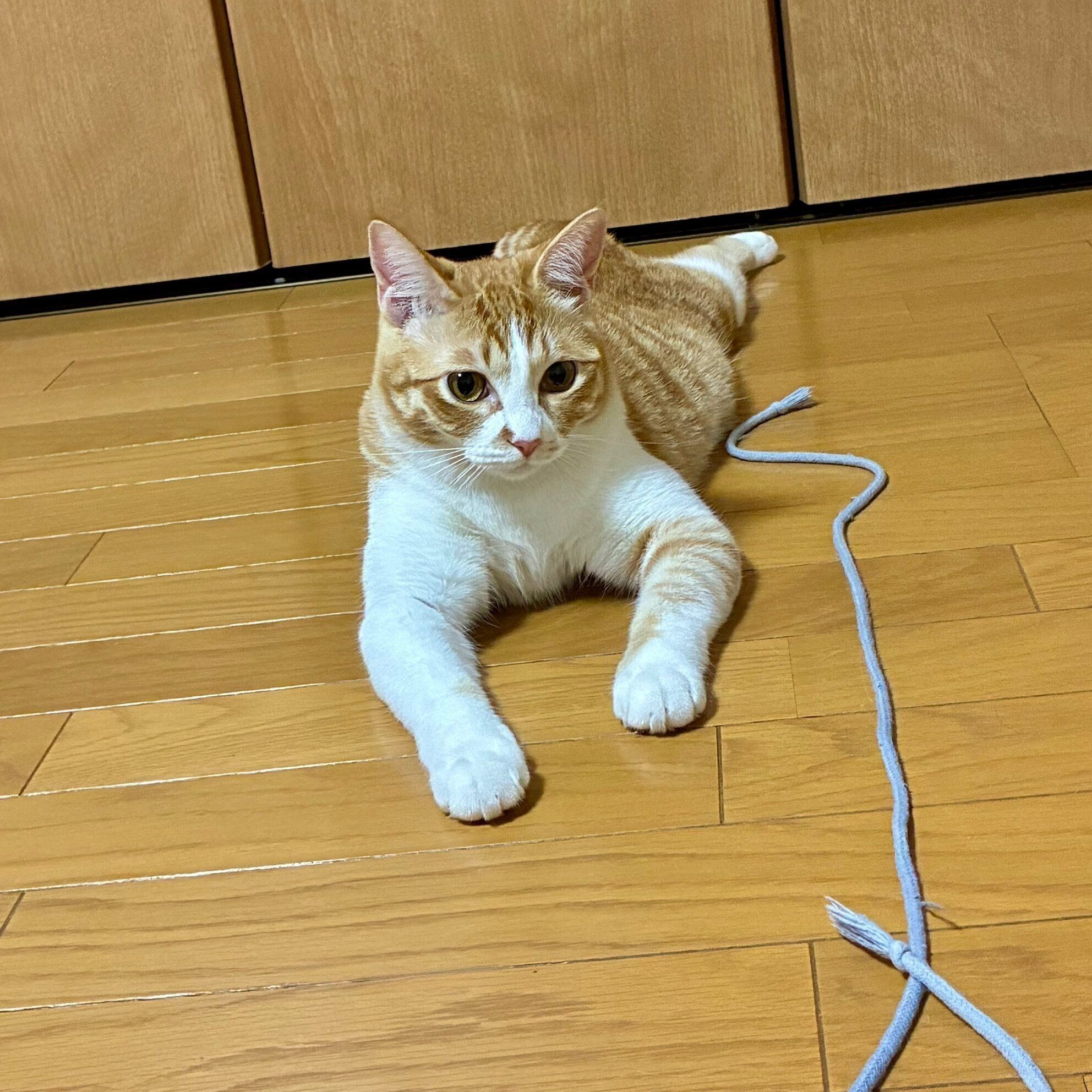 紐を持ってきて遊びに誘うのんちゃん