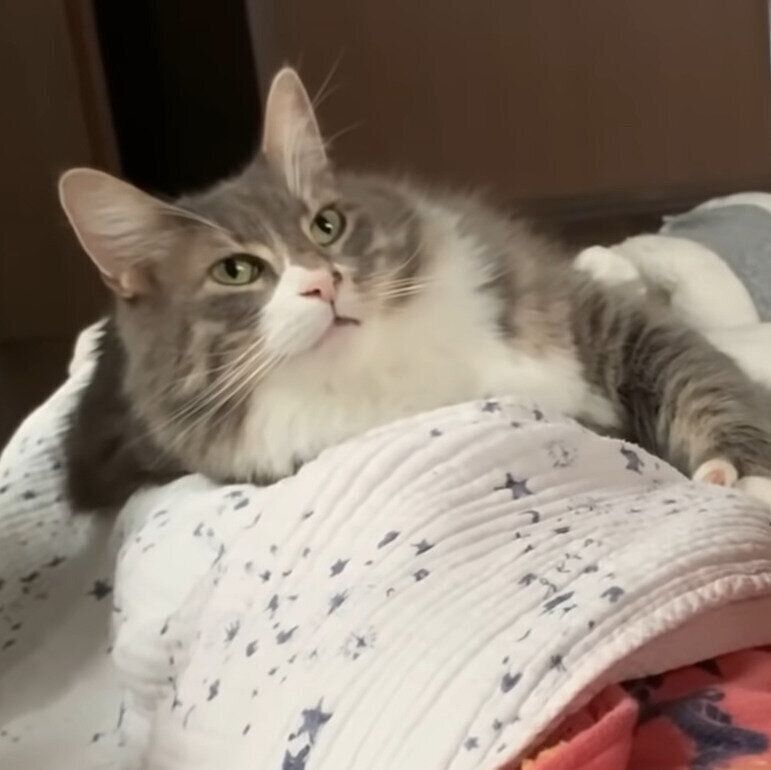 お嬢さんの上で寝る蒼ちゃん