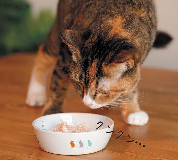 ニオイを嗅ぐ猫