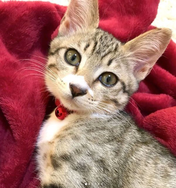 生後3カ月の頃のミーちゃん