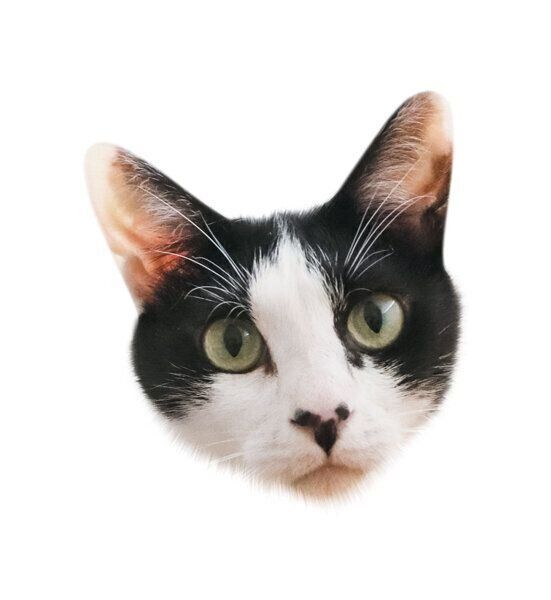 メス猫のヤマメちゃん