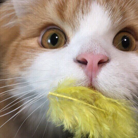 むぎちゃん  スコティッシュフォールド・ロングヘア