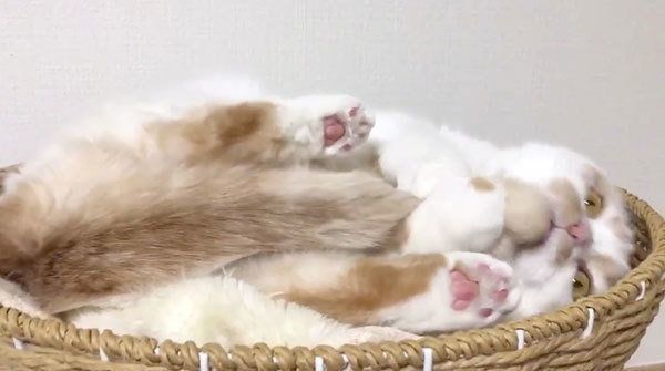 毛繕いするホイちゃん