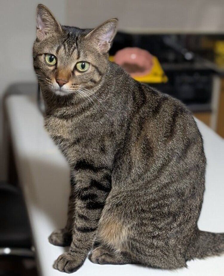 すましたように座るむぎくん