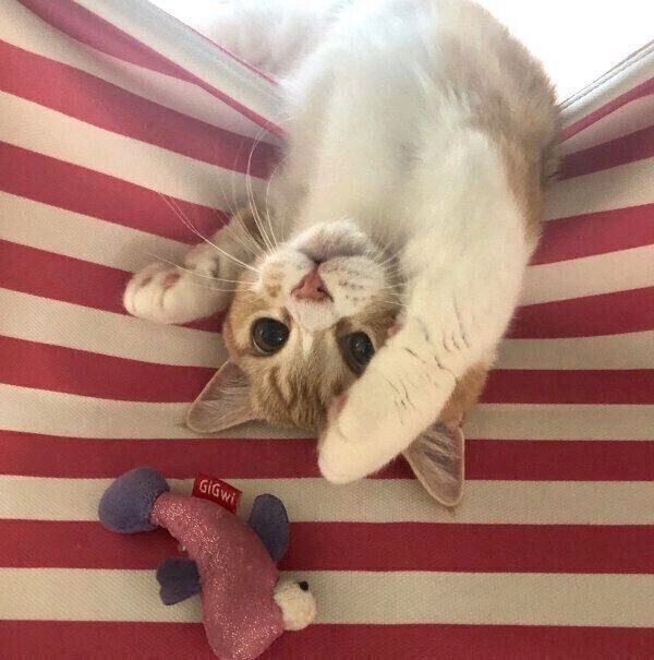 可愛らしいポーズをするころんちゃん