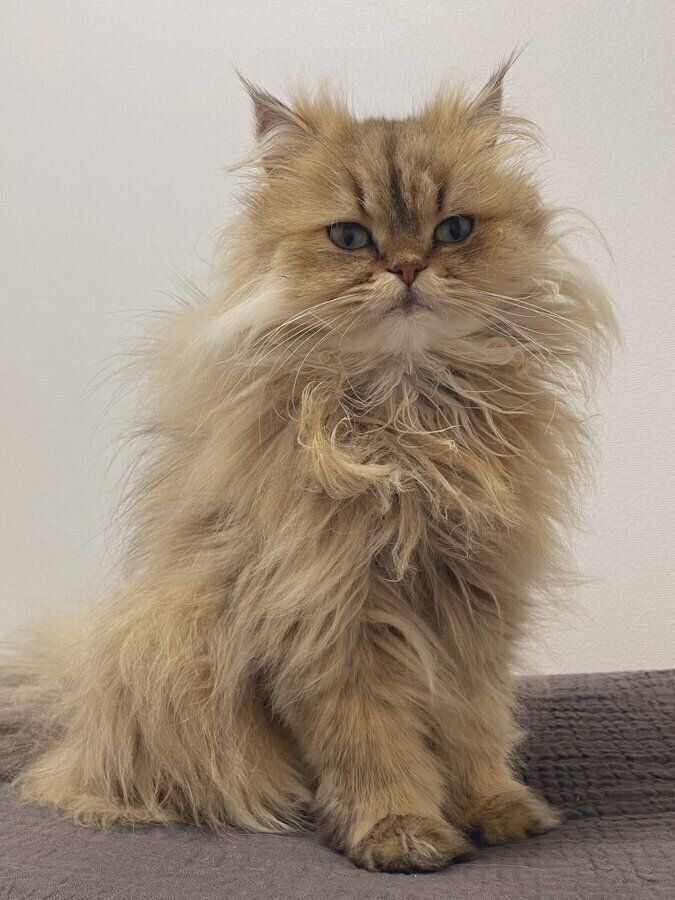 成長後のみかんちゃんの様子「今日もすごいねぐせだねぇ」と飼い主さんが