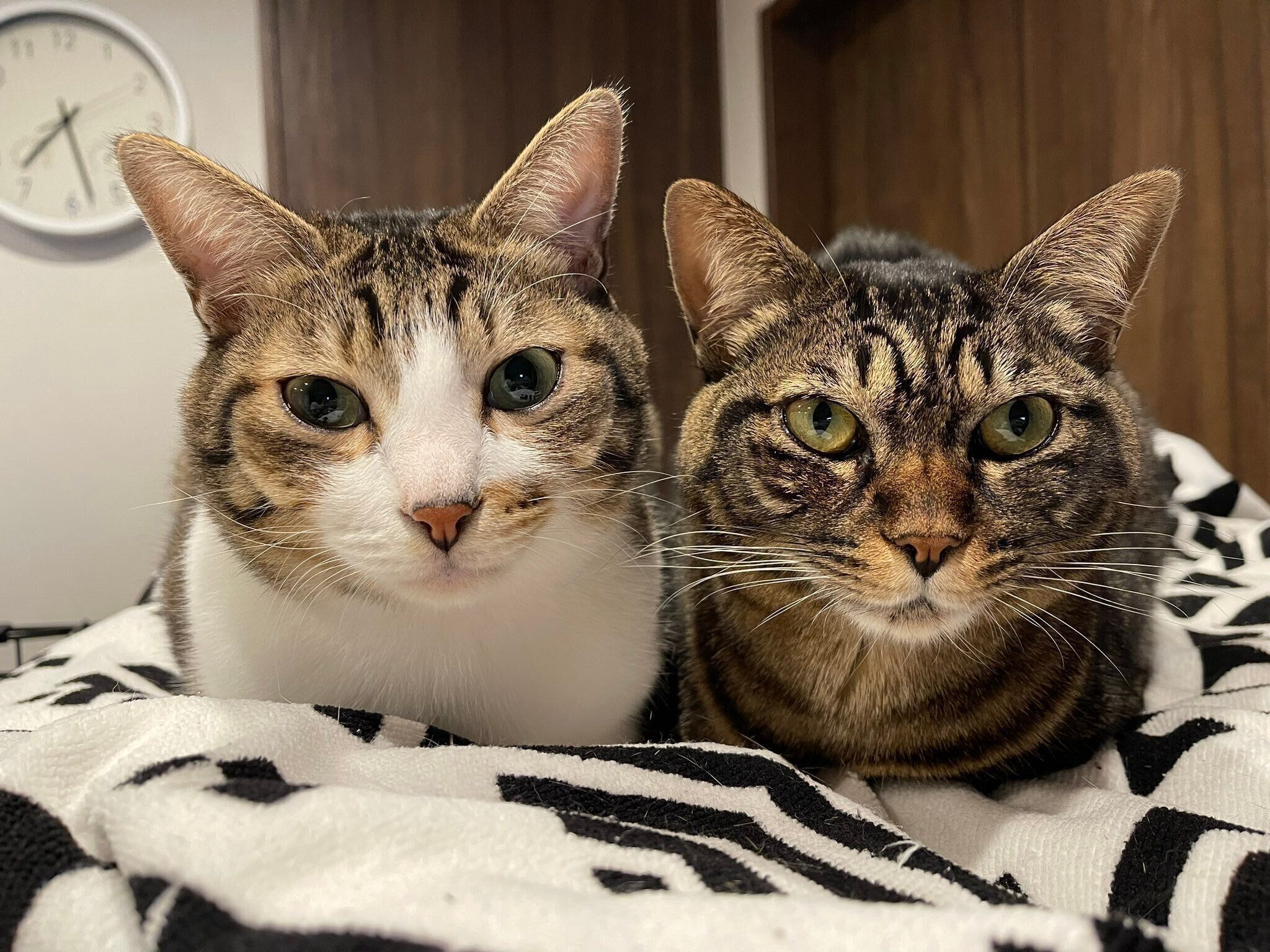 仲良しな真良くん、南南くん