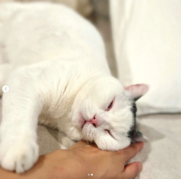 飼い主さんの手枕で寝るカツヲくん