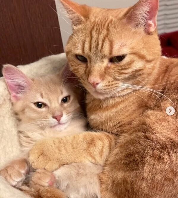 くっつくサクくん、テクくん