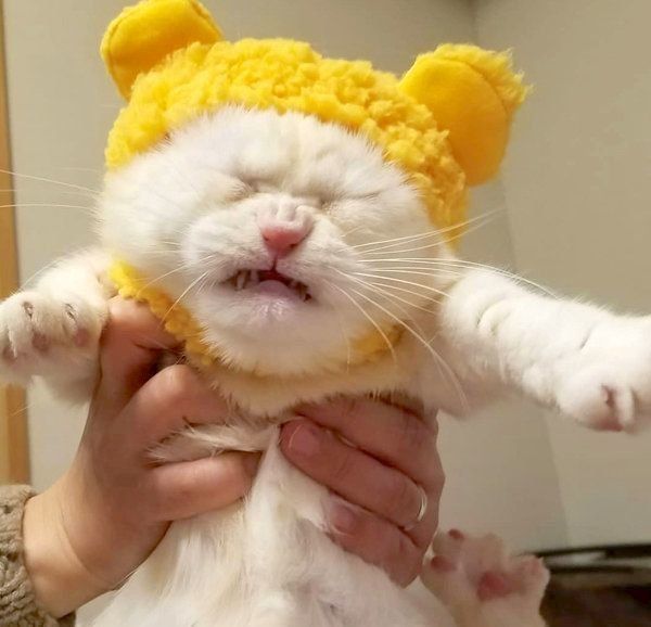 オコ顔をするふくちゃん