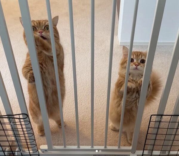 ごはんを待つメリダちゃん、ダイナくん