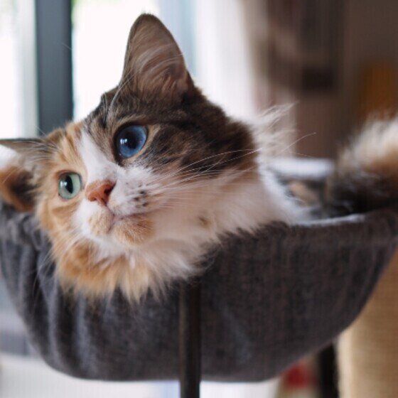 ハンモックでくつろぐ猫