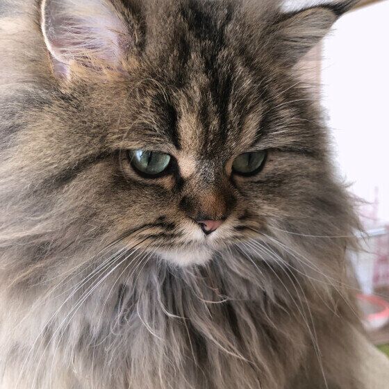 ミヌエットの咲ちゃん