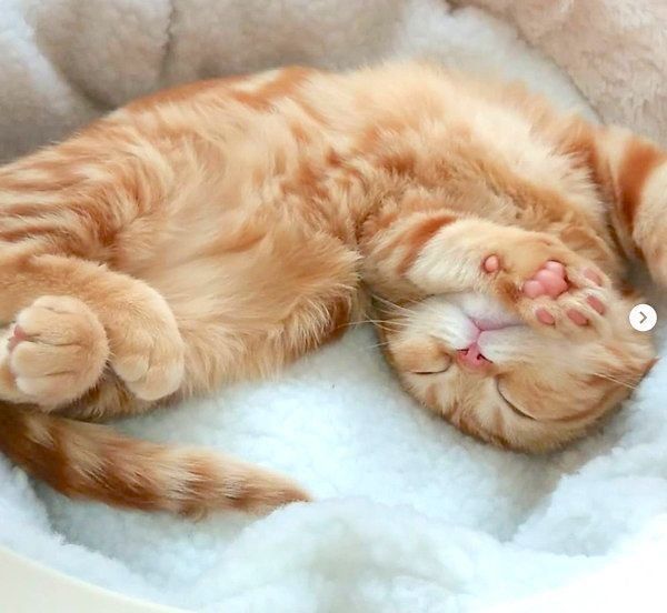 マンチカンのむぎちゃん