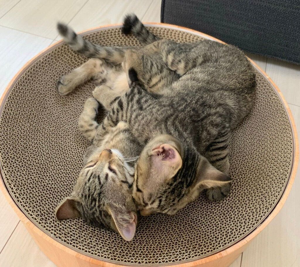 2匹の保護子猫をお迎えし、あまりの可愛さと小ささに涙→4年後の