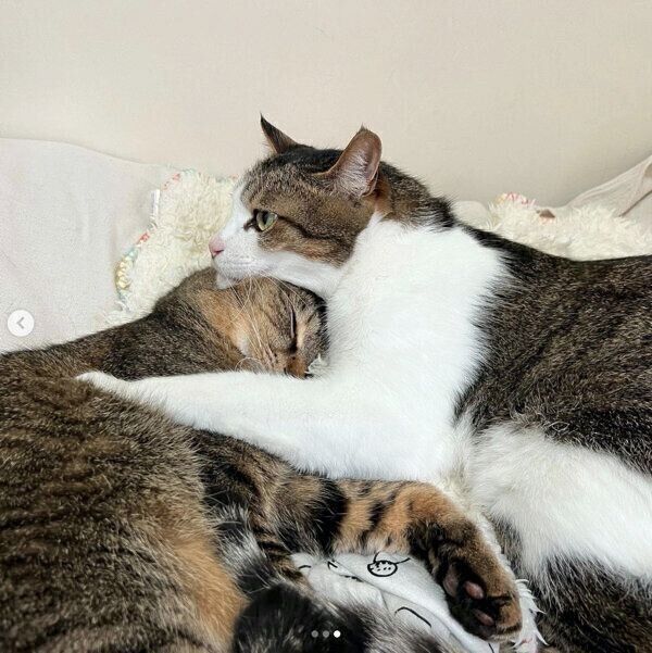 まったりする猫たち