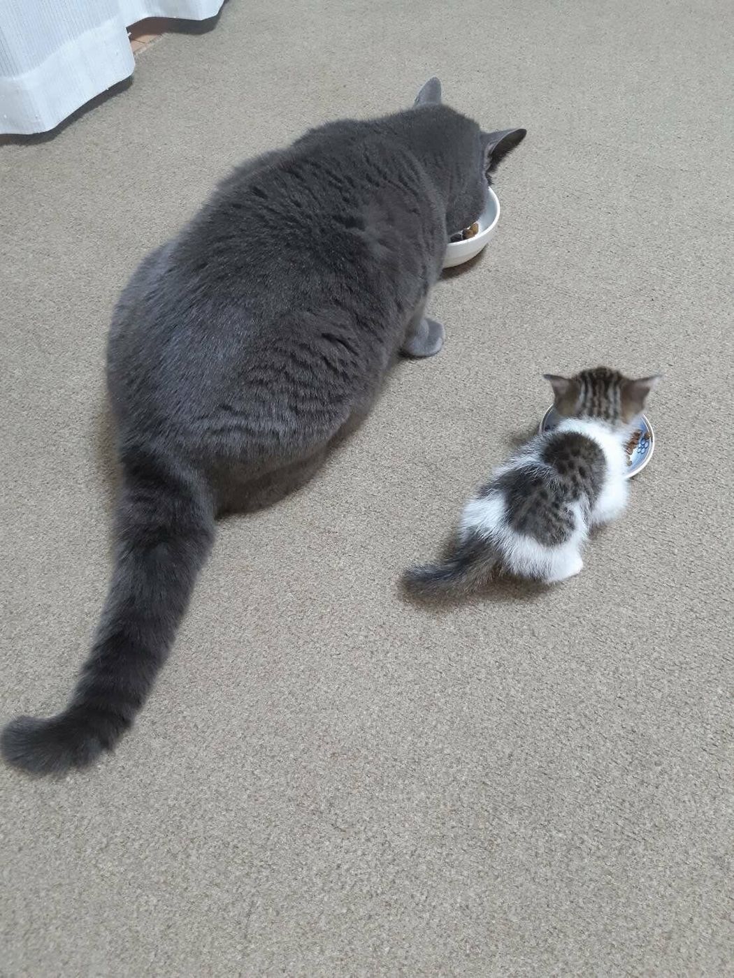 同居猫の死で 仲間ロス を経験した猫 自ら教わった 想いやり を次につなぐ ねこのきもちweb Magazine 同居猫の死で 仲間ロス を経験した猫 自ら教わった 想いやり を次につなぐ ねこのきもちweb Magazine