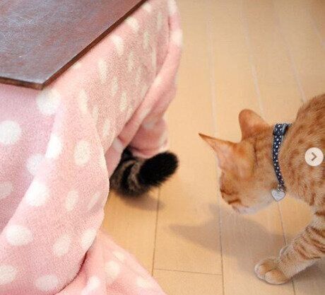 猫コタツ　吸い込まれていく