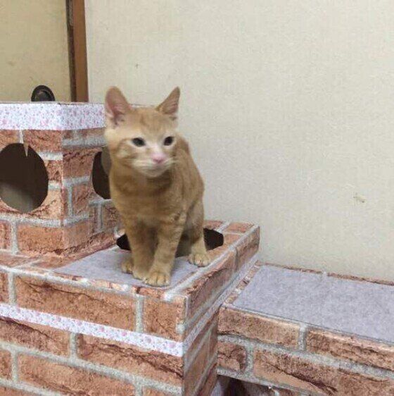 茶トラMIXの陽くんとキャットタワー