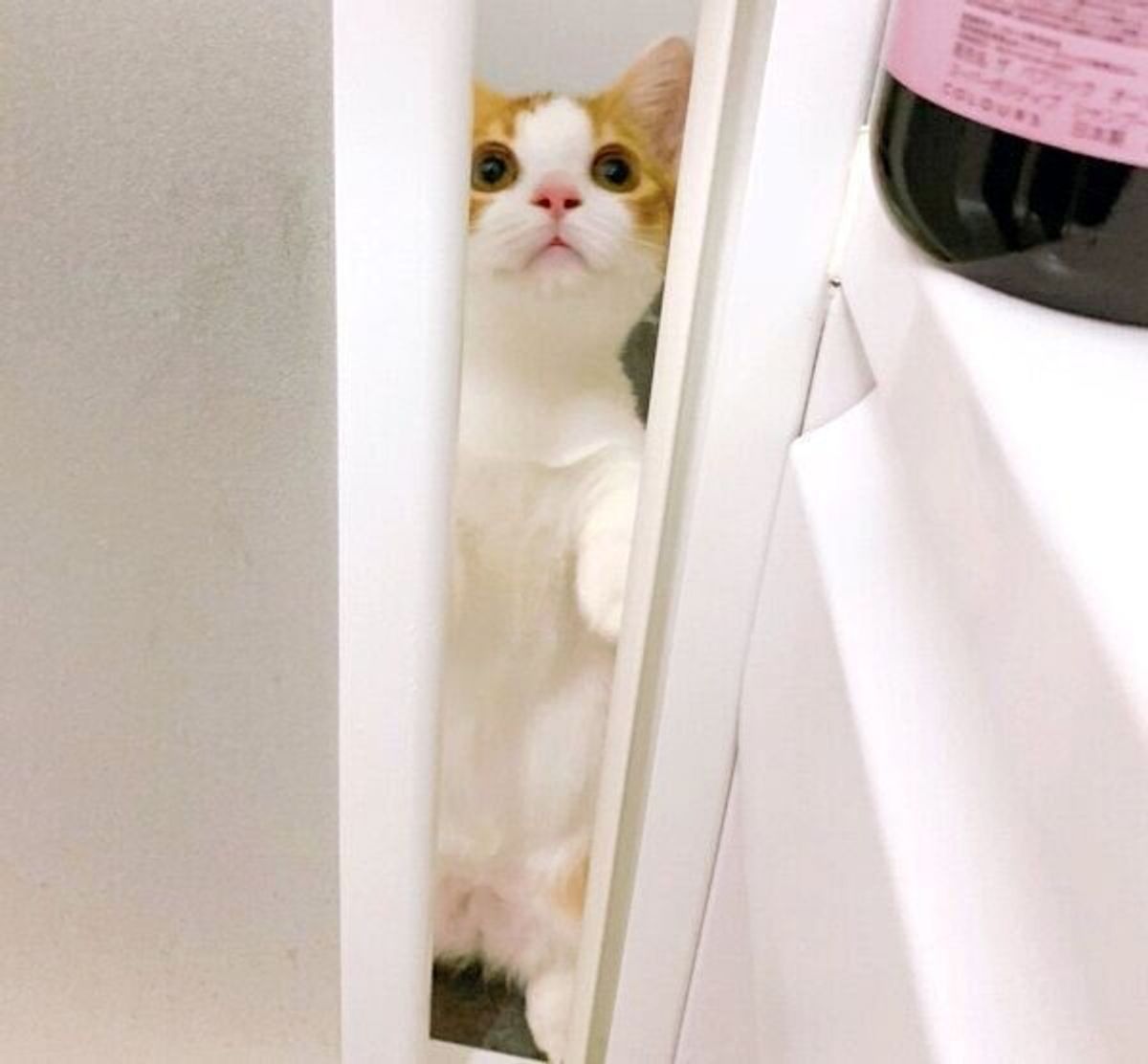 風呂場にスライディング入室 お腹ビショビショで平然としている子猫が可愛いと話題 ねこのきもちweb Magazine 風呂場にスライディング入室 お腹ビショビショで平然としている子猫が可愛いと話題 ねこのきもちweb Magazine