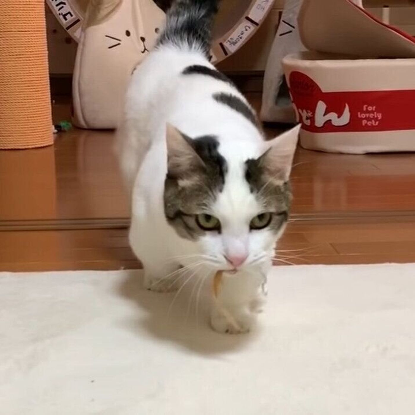 Jo9asgfscqrfwm Jo9asgfscqrfwm