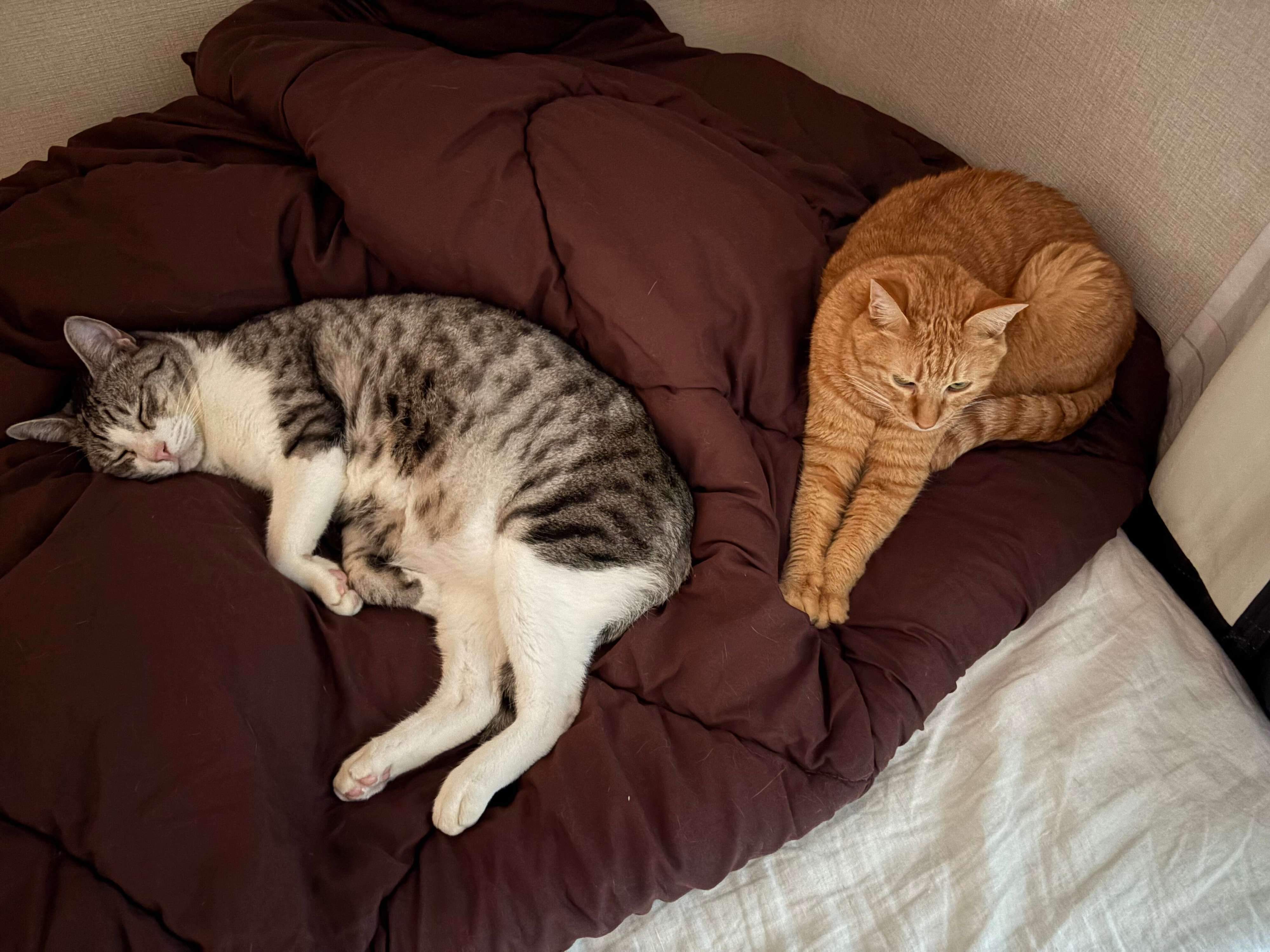 一緒に昼寝をするサバシくんと先住猫・こいもちゃん。