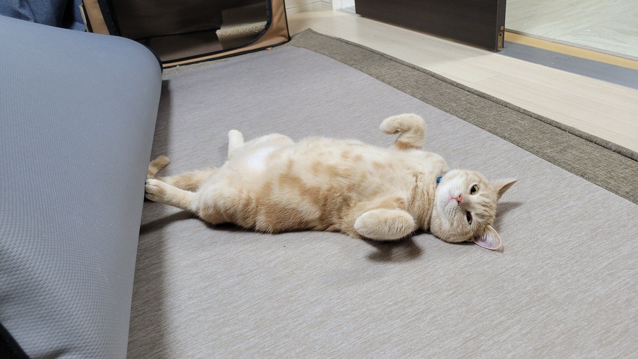 床に寝転がるアメリカンショートヘア