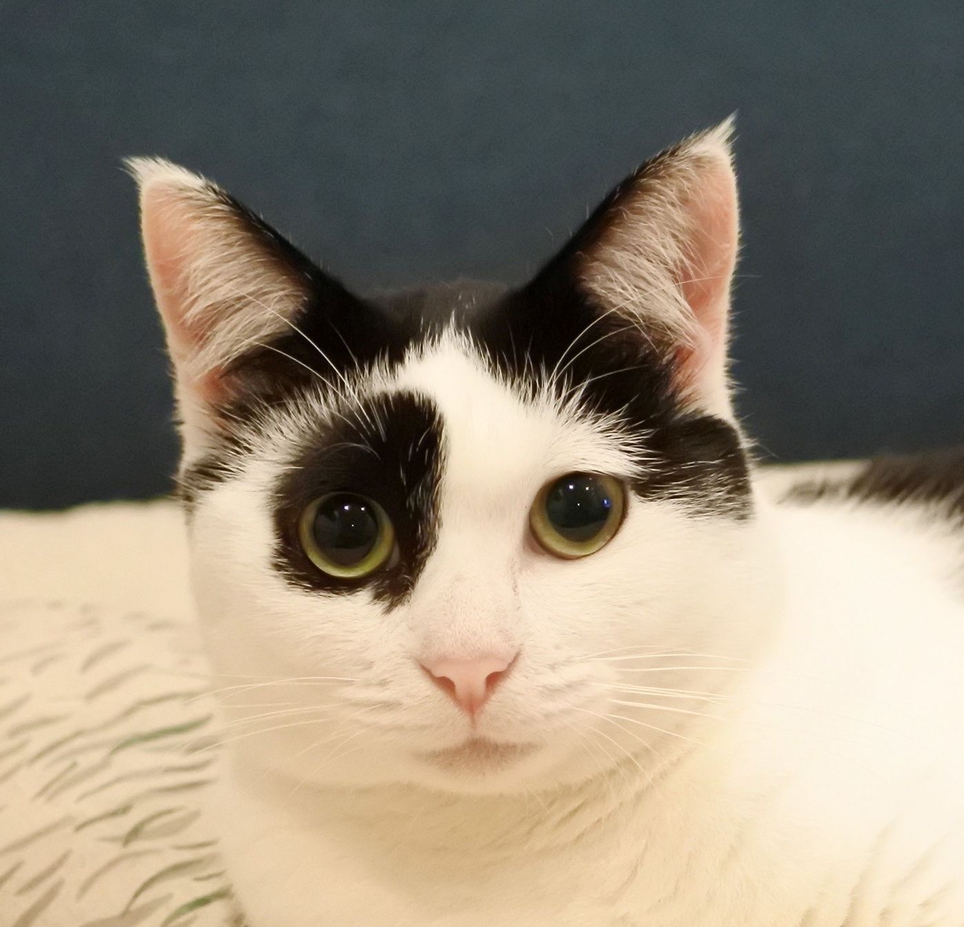 猫 つながりの仲間 猫と大熊猫 パンダ が似ている理由4 ねこのきもちweb Magazine 猫 つながりの仲間 猫と大熊猫 パンダ が似ている理由4 ねこのきもちweb Magazine