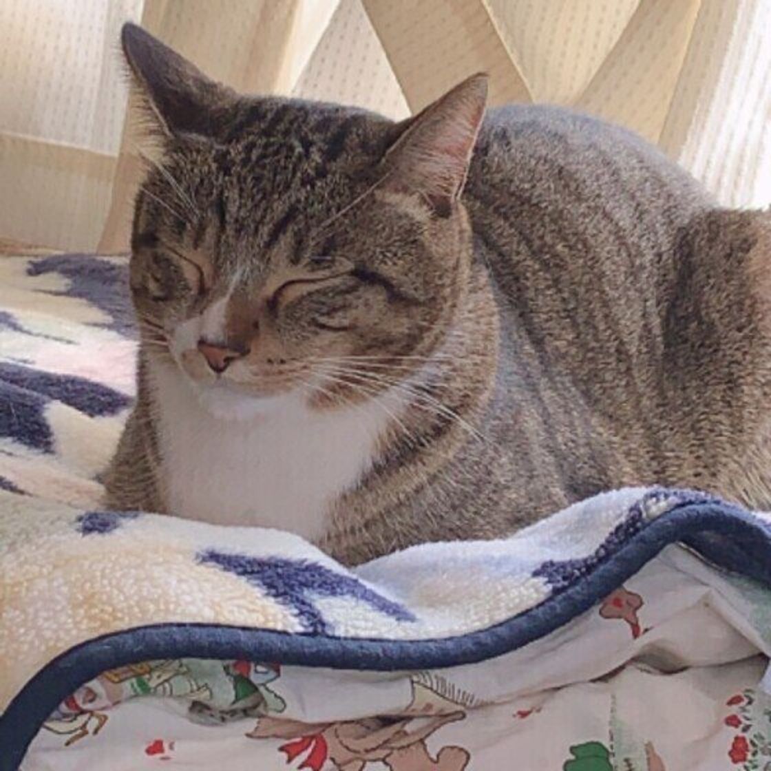 調査 飼い主が語る自身の 猫化エピソード が興味深い 性格や行動におもしろい変化も ねこのきもちweb Magazine 調査 飼い主が語る自身の 猫化エピソード が興味深い 性格や行動におもしろい変化も ねこのきもちweb Magazine