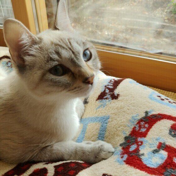 窓辺でリラックスしている猫（ミックス）