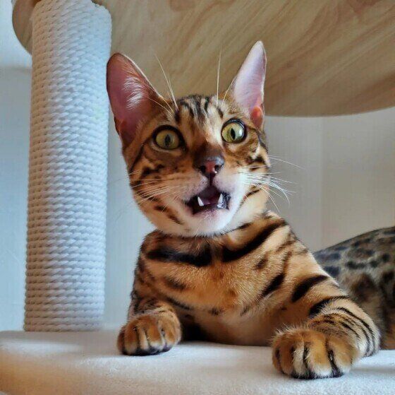 ベンガルのCheeetaくん