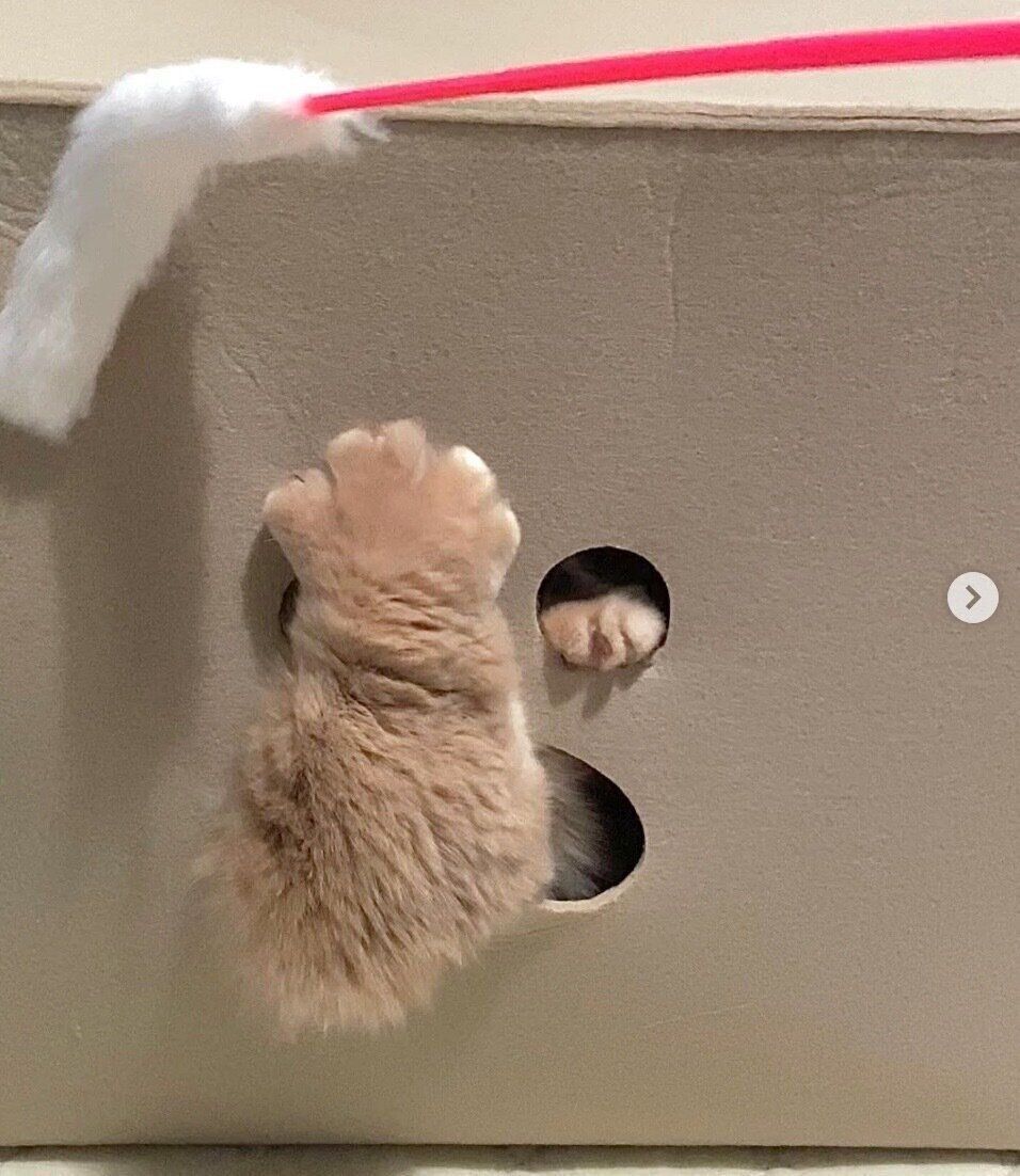 猫用ハウスで遊ぶにこちゃん