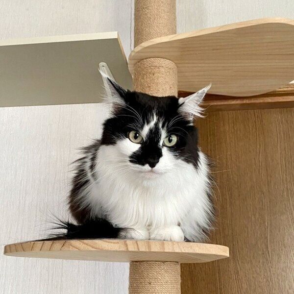 体毛がふわふわになったあわせちゃん