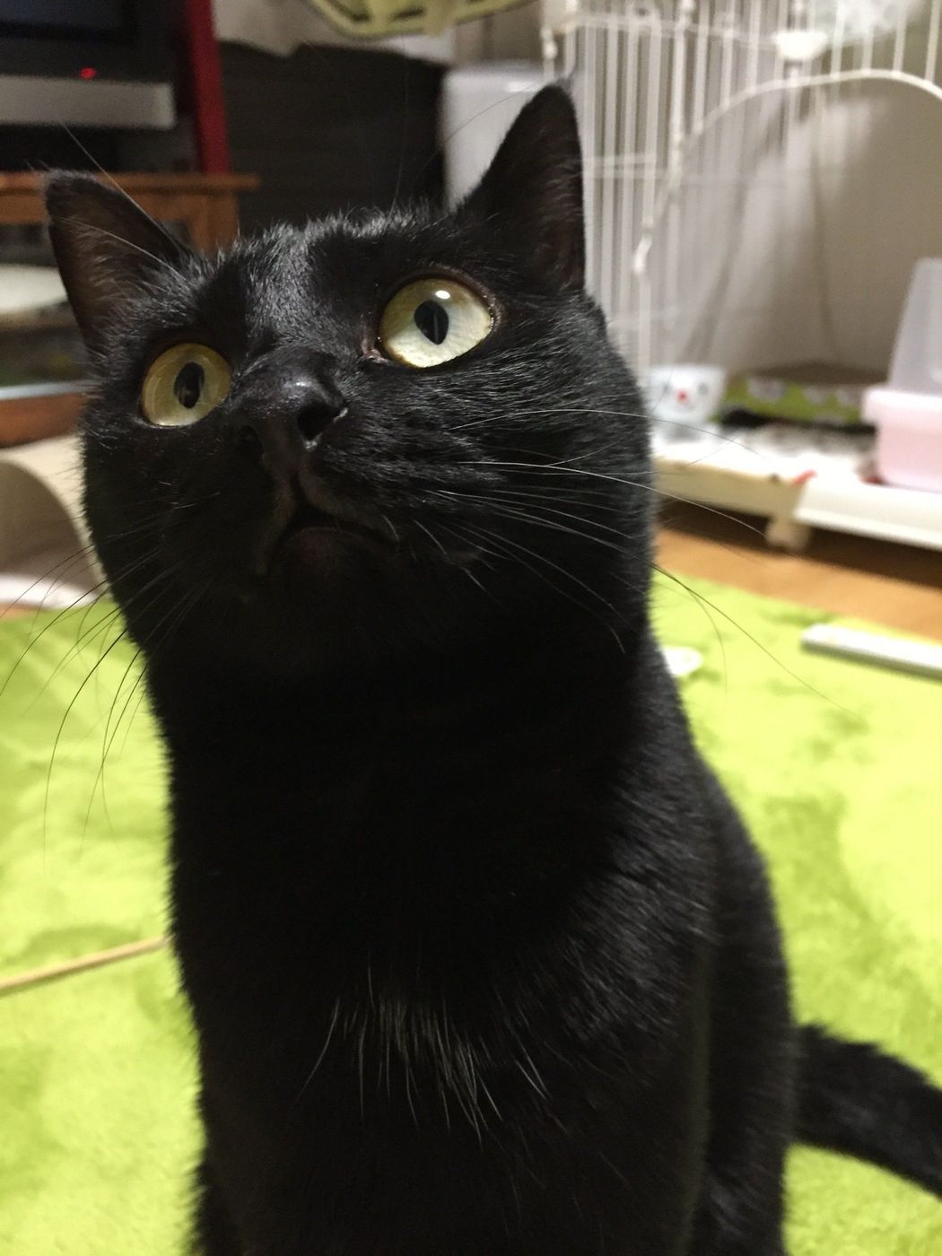 脱肥満猫 運動不足を解消するためのコツとは 動物看護師が徹底解説 ねこのきもちweb Magazine 脱肥満猫 運動不足を解消するためのコツとは 動物看護師が徹底解説 ねこのきもちweb Magazine