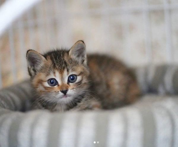 見つめるしじみちゃん