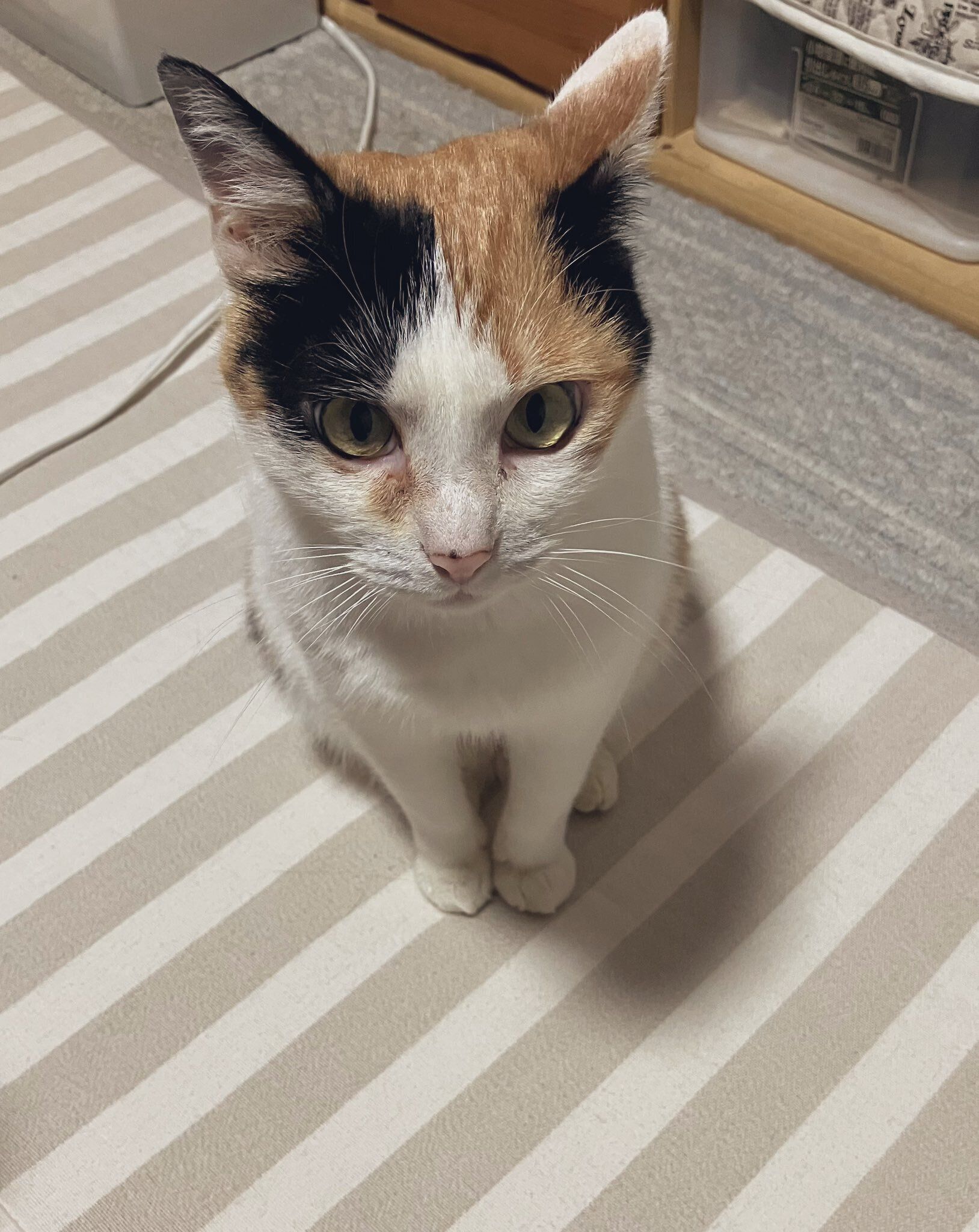 おやつをおねだりする猫