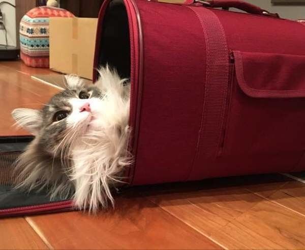 ノルウェージャンフォレストキャットのなるちゃん