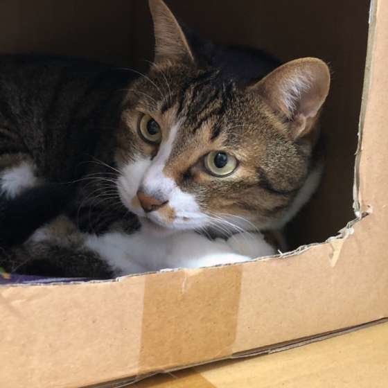 ダンボールの中にいる猫