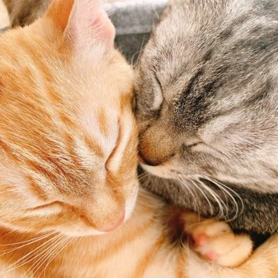 MIX サバトラ リュウくん