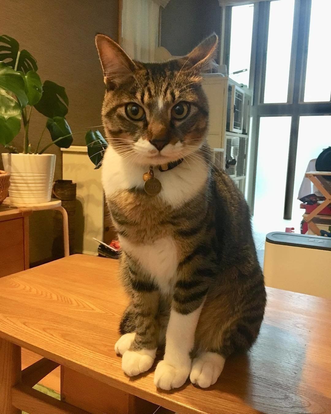 おすましポーズのルドルフくん